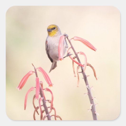 Verdin auf Penstemon Quadratischer Aufkleber (Vorderseite)