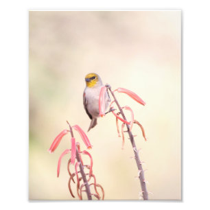 Verdin auf Penstemon sitzend Fotodruck
