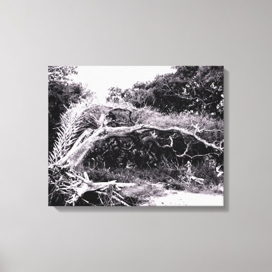 Verdrehter Baum am Waldrand Leinwanddruck (Vorderseite)