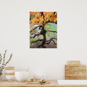 Verdrehter Japanischer Ahornbaum im Herbst Poster