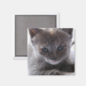 Verdünnung Tortoiseshell Magnet (Vorderseite/Rückseite)