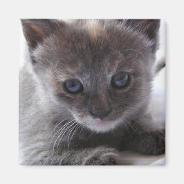 Verdünnung Tortoiseshell Magnet