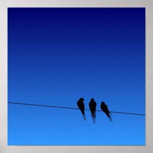 Verdüsterte Schwarzamsel-Silhouette auf Draht Poster
