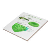 Vereinfachtes Diagramm der Fotosynthese-C4 Fliese (Seite)