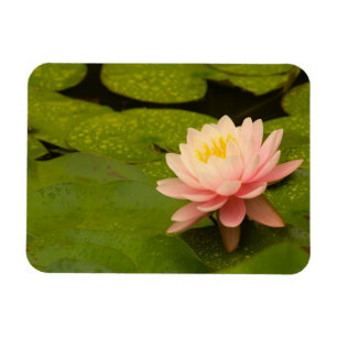 Vereinigte Staaten, Maryland, Westminster, Gewerks Magnet