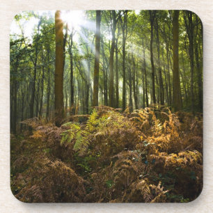 Vereinigtes Königreich, England Sonnenstrahlen du Getränkeuntersetzer