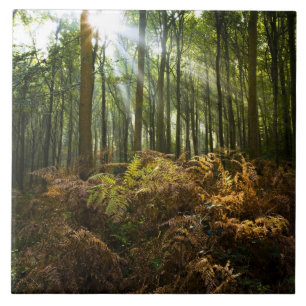 Vereinigtes Königreich, England Sonnenstrahlen dur Fliese