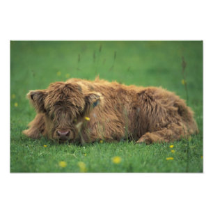 Vereinigtes Königreich, Schottland. Highland-Kalb Fotodruck