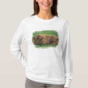 Vereinigtes Königreich, Schottland. Highland-Kalb T-Shirt