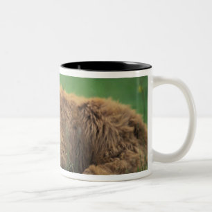 Vereinigtes Königreich, Schottland. Highland-Kalb Zweifarbige Tasse