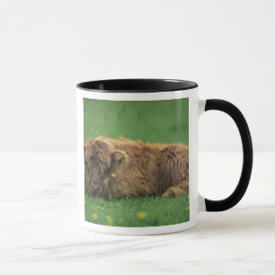 Vereinigtes Königreich, Schottland. Hochlandkalb Tasse
