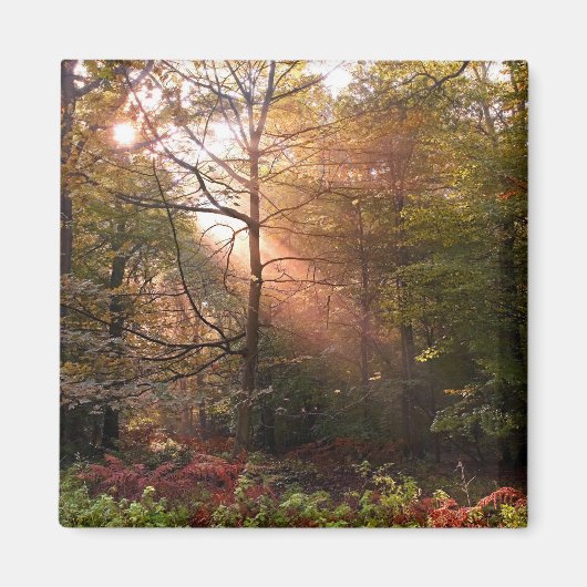 Vereinigtes Königreich Wald von Dean. Sonnenlicht  Magnet (Vorne)