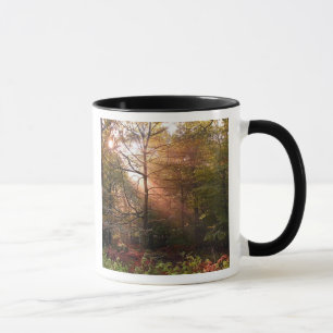 Vereinigtes Königreich Wald von Dean. Sonnenlicht Tasse