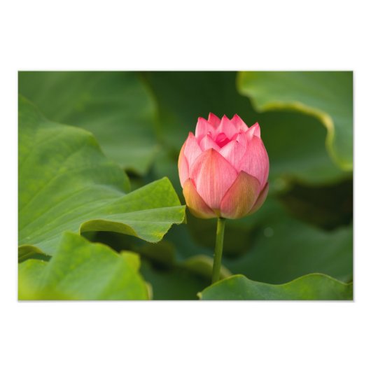 Vereinte Staaten, DC, Washington, Kenilworth Fotodruck (Vorne)