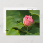 Vereinte Staaten, DC, Washington, Kenilworth Postkarte (Vorne/Hinten)