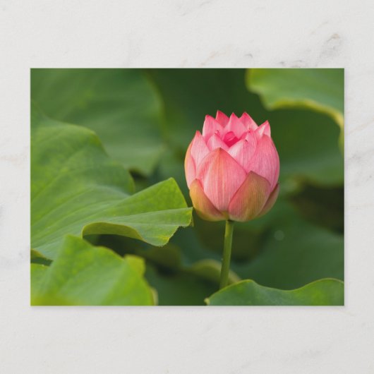 Vereinte Staaten, DC, Washington, Kenilworth Postkarte (Vorderseite)