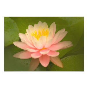 Vereinte Staaten, Maryland, Westminster, Gewerksch Fotodruck