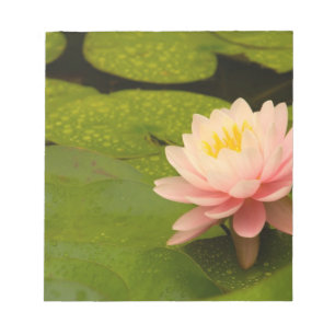 Vereinte Staaten, Maryland, Westminster, Gewerksch Notizblock