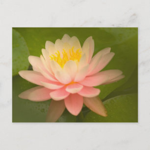 Vereinte Staaten, Maryland, Westminster, Gewerksch Postkarte