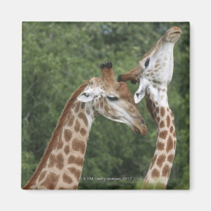 Verengung zwei Giraffe (Giraffa camelopardalis), Magnet