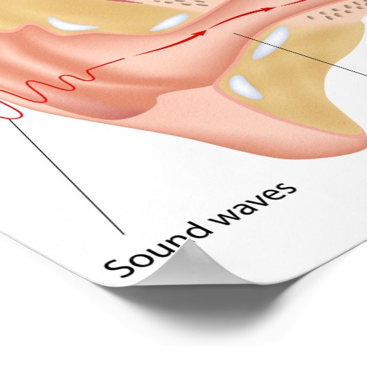 Verfahren für das Gehör-Poster Poster (Ecke)