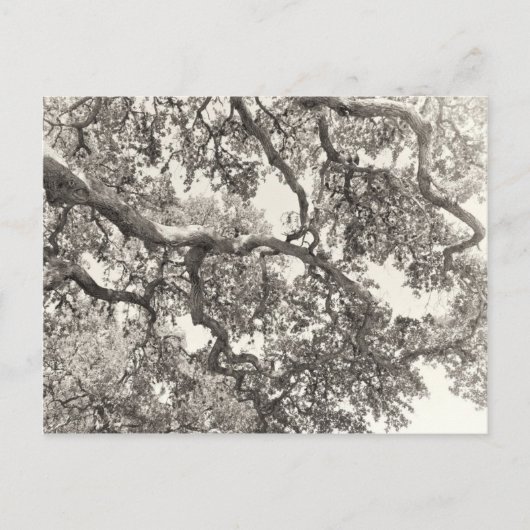 Verflochten Postkarte (Vorderseite)