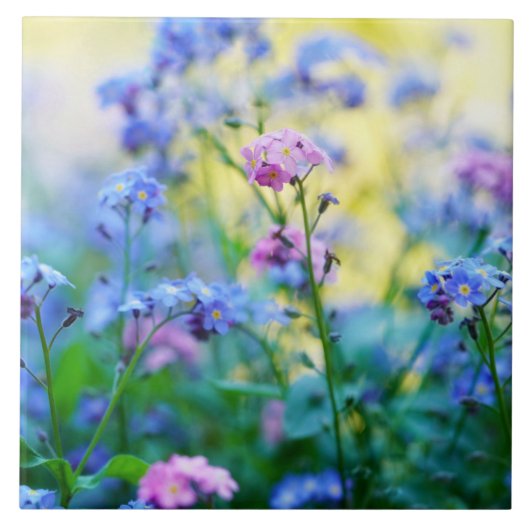 Vergessen-Ich-Nicht-Blume Fliese (Vorderseite)