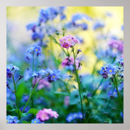 Vergessen-Ich-Nicht-Blume Poster (Vorne)