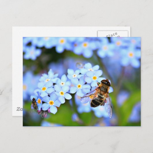 Vergessen-Me-Not-Blume mit Hoverfly Postkarte (Vorne/Hinten)