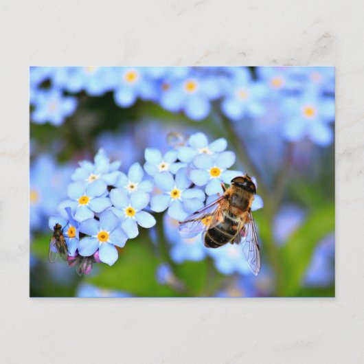 Vergessen-Me-Not-Blume mit Hoverfly Postkarte (Vorderseite)