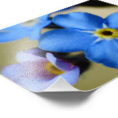 Vergessen-Me-Nots 11 Foto drucken (Ecke)