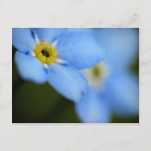 Vergessen-Me-Nots 9 Postkarte