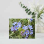 Vergessen-Me-Nots, Alaska-Staat-Blume Postkarte (Stehend Vorderseite)