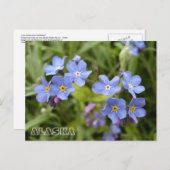 Vergessen-Me-Nots, Alaska-Staat-Blume Postkarte (Vorne/Hinten)