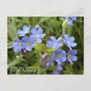Vergessen-Me-Nots, Alaska-Staat-Blume Postkarte