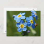 Vergessen-Me-Nots-Blume Postkarte (Vorne/Hinten)