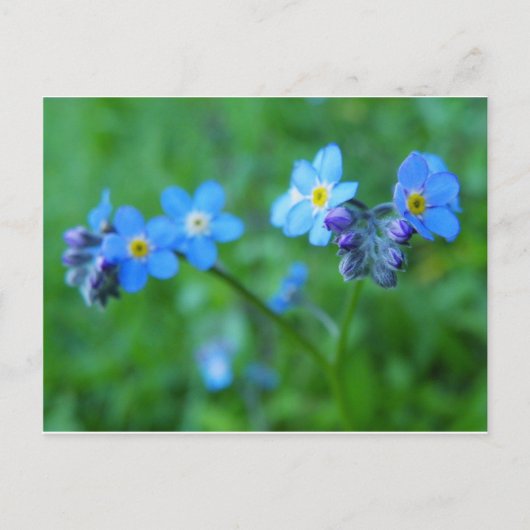 Vergessen Sie die Blues nicht Postkarte (Vorderseite)