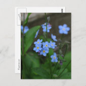 Vergessen Sie die Blume nicht Postkarte (Vorne/Hinten)