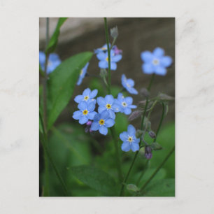 Vergessen Sie die Blume nicht Postkarte