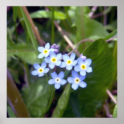 Vergessen Sie mir Noten 2 Poster (Vorne)