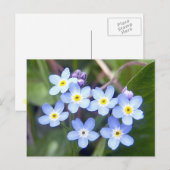Vergessen Sie mir Noten 2 Postkarte (Vorne/Hinten)