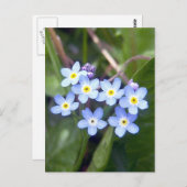 Vergessen Sie mir Noten 2 Postkarte (Vorne/Hinten)