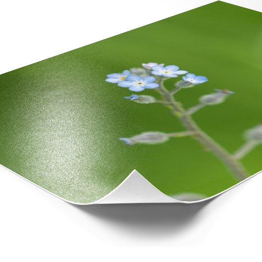 Vergessen Sie nicht-Blume Fotodruck (Ecke)