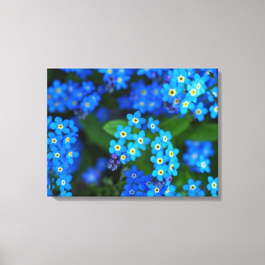Vergessen Sie nicht-Blume überzogene Canvas Art Leinwanddruck (Vorderseite)
