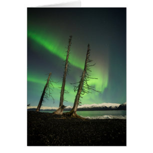 Vergessene Spruce Aurora