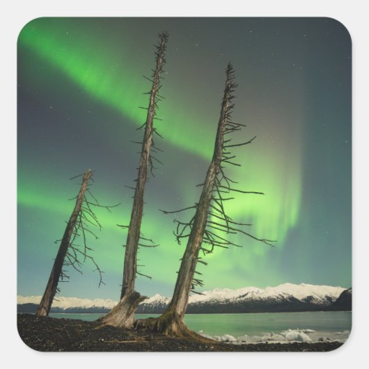 Vergessene Spruce Aurora Quadratischer Aufkleber (Vorderseite)