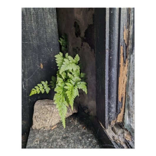 Vergessenes Inneres mit Fern und Weathered Paint. Poster (Vorderseite)