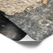 Vergessenes Inneres mit Fern und Weathered Paint. Poster (Ecke)