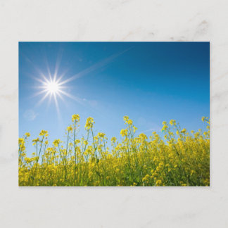 Vergewaltigungsfeld Postkarte