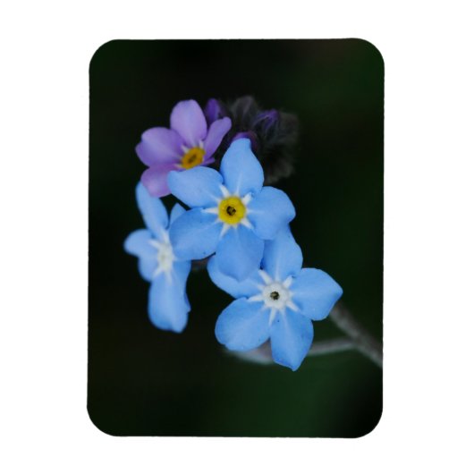 Vergiss-me-Nots Magnet (Vertikal)